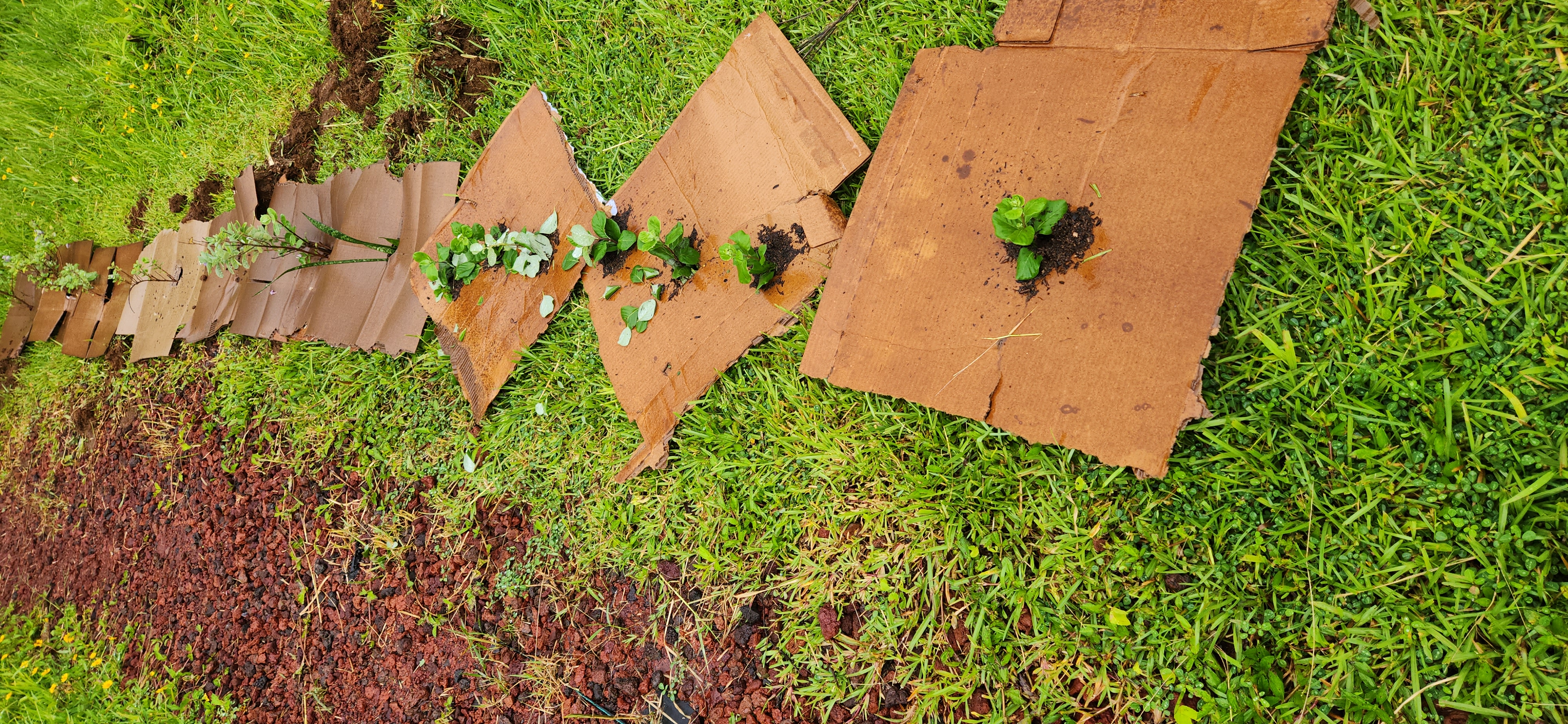 Pōhinahina grown on Eco ʻAina Forest Farm, used in our smudge stick bundles